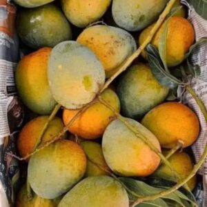 ৫ কেজি হিমসাগর আম